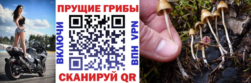Галлюциногенные грибы MAGIC MUSHROOMS  ОМГ ОМГ вход  Могоча 